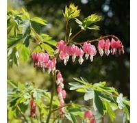 Dicentra spectabilis cuore sanguinante giardino decorazioni 500semi