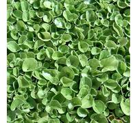 Dichondra Repens (Semente prato) [100 gr]