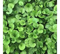 DICHONDRA REPENS Sementi Tappezzanti GR.500 | SEMENTI PILLOLATE