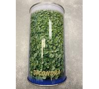 DICHONDRA REPENS Semi per Prato Dicondra Repens, SGARAVATTI SEMENTI - GR 500