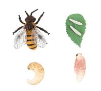 Didiseaon 1 set delle Api per Educativo Cognitivo Ecologica per Insegnamento Scolastico e Decorazione