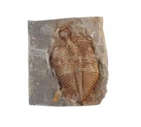 Didiseaon Campione Fossile Trilobite Reale per Scienza e Educazione Materiale Fossile Naturale, Decorazione da Scrivania per Casa e Ufficio