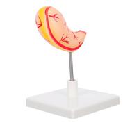 Didiseaon Modello Anatomico Stomaco in Materiale Resistente per Scuole Mediche e Laboratori Ricerca Supporto Didattico Dettagliato per Studenti Anatomia