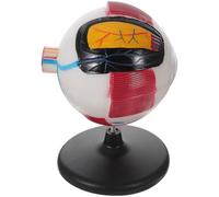 Didiseaon Occhio Anatomico Ingrandito in Plastica Struttura Dettagliata con Muscoli e Vasi Sanguigni Didattico Smontabile per Studio Anatomia Umana Strumento Educativo per Scuole e Medicina