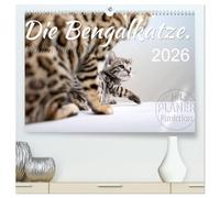 Die Bengalkatze. Edition Jungtiere (hochwertiger Premium Wandkalender 2026 DIN A2 quer), Kunstdruck in Hochglanz: Ein kalendarisches Portrait, vom ... einer der vielleicht schönsten Rassekatzen.