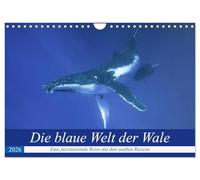 Die blaue Welt der Wale (Wandkalender 2026 DIN A4 quer), CALVENDO Monatskalender: Eine fantastische Reise in die Tiefen des Pazifiks mit den gigantischen Buckelwalen