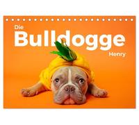 Die Bulldogge Henry (Tischkalender 2026 DIN A5 quer), CALVENDO Monatskalender: Hol Dir die niedlchen Bilder von Henry nach Hause.