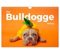 Die Bulldogge Henry (Wandkalender 2026 DIN A4 quer), CALVENDO Monatskalender: Hol Dir die niedlchen Bilder von Henry nach Hause.