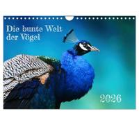 Die bunte Welt der Vögel (Wandkalender 2026 DIN A4 quer), CALVENDO Monatskalender: Bunte und farbenfrohe Vögel ein ganzes Jahr lang erleben