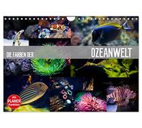 Die Farben der Ozeanwelt (Wandkalender 2026 DIN A4 quer), CALVENDO Monatskalender: Die prächtige Unterwasserwelt unserer Meere