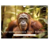 Die intelligentesten Tiere - Weltweit (Wandkalender 2027 DIN A4 quer), CALVENDO