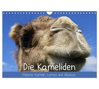 Die Kameliden. Hübsche Kamele, Lamas und Alpakas (Wandkalender 2026 DIN A4 quer), CALVENDO Monatskalender: Die hübschen Tiere aus der Paarhufer-Familie