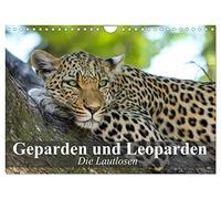 Die Lautlosen. Geparden und Leoparden (Wandkalender 2026 DIN A4 quer), CALVENDO Monatskalender: Schönheit, Kraft und Ästhetik in perfekter Harmonie
