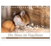 Die Maus im Vogelhaus (Tischkalender 2026 DIN A5 quer), CALVENDO Monatskalender: Süsse Knopfaugen und freches Grinsen! Mäuse sind einfach zum verlieben.