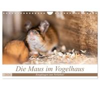 Die Maus im Vogelhaus (Wandkalender 2026 DIN A4 quer), CALVENDO Monatskalender: Süsse Knopfaugen und freches Grinsen! Mäuse sind einfach zum verlieben.