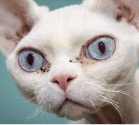 die Realität Bubblegum Noir (Vinyl LP)