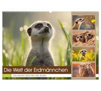 Die Welt der Erdmännchen (Wandkalender 2027 DIN A2 quer), CALVENDO Monatskalender: Dieser liebevoll gestaltete Wandkalender begleitet dich durch das ... der wohl neugierigsten Tiere der Wüste.