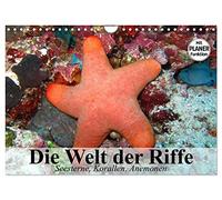 Die Welt der Riffe. Seesterne, Korallen, Anemonen (Wandkalender 2026 DIN A4 quer), CALVENDO Monatskalender: Die erstaunlichen Gärten und Blütenformen der Meere