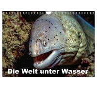 Die Welt unter Wasser (Wandkalender 2027 DIN A4 quer), CALVENDO Monatskalender