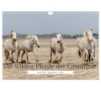 Die wilden Pferde der Camargue (Wandkalender 2026 DIN A4 quer), CALVENDO Monatskalender: Weiße Pferde leben immer noch in Freiheit in Südfrankreich
