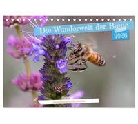Die Wunderwelt der Biene (Tischkalender 2026 DIN A5 quer), CALVENDO Monatskalender: Makrofotografien von Bienen beim Blütenbesuch
