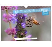 Die Wunderwelt der Biene (Wandkalender 2026 DIN A4 quer), CALVENDO Monatskalender: Makrofotografien von Bienen beim Blütenbesuch