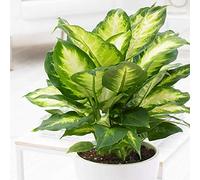 Dieffenbachia Camilla Pianta per Interni Ideale per la Casa o l'Ufficio