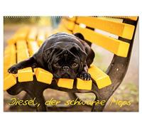 Diesel, der schwarze Mops (Wandkalender 2026 DIN A2 quer), CALVENDO Monatskalender: Diesel ein kleiner, frecher aber liebenswerter schwarzer Mops.