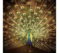 Difranco, Ani - Which Side Are You On ?