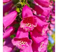 Digitale - Digitalis purpurea ornamentali decorazione eccellente 250semi