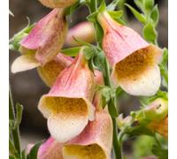 Digitalis Goldcrest - Pianta Perenne di Digitale in Vaso | Digitale perfetta per vasi e aiuole: pianta pronta da mettere a dimora, regala fioriture splendide per tutta la stagione