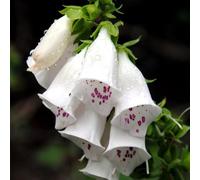 Digitalis purpurea decorative d'appartamento esotiche rara rampicante Giardino roccioso resistenti per il pieno sole rampicanti Vecchie varietà 1000semi