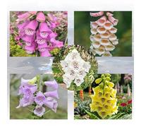 Digitalis purpurea giardino roccioso giardino decorazioni per esterni rampicanti recisi balcone Vecchie varietà resistenti d'appartamento esotiche serre 300semi