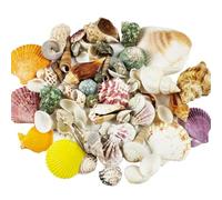 DIGNFENG 18 Tipi Misti Oceano Conchiglie, 3-9 Cm Colorate Naturali Conchiglie Decorative, Conchiglie Grandi per Decorazioni di Nozze per Feste in Spiaggia Fish Tank Fillers Beach Party Matrimoniali