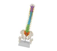 dijiusidy Modello di colonna vertebrale umana, modello di colonna vertebrale, risorsa per insegnare concetti medici agli studenti con dettagli realistici, a grandezza naturale con