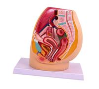 dijiusidy Modello riproduttivo del bacino leggero con etichette trasparenti, educazione scientifica e comprensione pubblica dell'anatomia, PVC ad simulazione, dettagliato, leggero, per studenti