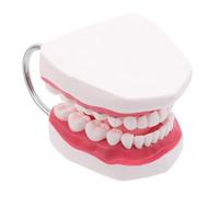 DIKACA Insegnamento Della Lingua - Dentista Ortodontico E Studenti Gengive Tipodontica Professionisti Umani Dimostrazioni Realistiche Formazione Dimostrativa