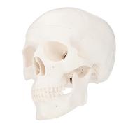 DIKACA Modello Cranio Teste Teschio Scheletro Halloween Piccolo Cranio Modello Del Scheletro Decorazione Halloween Arredamento Del Plastica Bianca