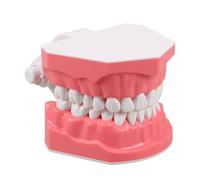 dimostrativo dentale - didattico per protesi dentarie -