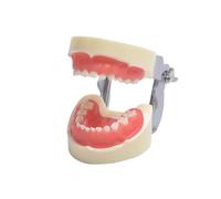 Dimostrazione dentale standard, YOUYA DENTAL modello di denti modello di insegnamento strumento di studio gengive morbide insegnamento modalità dentale con 24 denti rimovibili