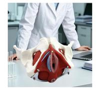 Dimostrazione didattica Modello scheletro pelvico femminile