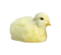 Dinchaakuarry Chick Plush Toy - Realistic Simulation Chicken Doll Soft Furry Animal Figure Model Cute Companion Detailed Craft Design for Kids Learning Display Bedroom Living Room Collection |