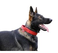 DINGO GEAR Drago - Collare per cani in pelle, ammortizzato, con manico largo e resistente, fatto a mano, circonferenza del collo 40-48 cm, per allenamento e passeggiate, protezione da tiro,