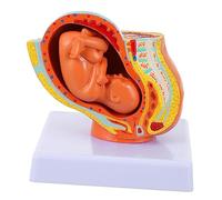 DINHEAROM Modello Embrione Femminile a Termine Modello Didattico Nove Mesi per Insegnamento