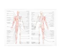 DINHEAROM Poster di Anatomia Corpo Umano Muscoli e Scheletro su Tessuto di Seta Facile da Leggere Pratico per Aula Scolastica 50x70 Cm Colore Assortito