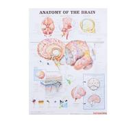 DINHEAROM Poster di Anatomia del Cervello Umano 50x70 Cm su Tela senza Cornice, Tabella Didattica Scientifica per Scuole, Laboratori e Uffici, Stampa Chiara e Resistente per Apprendimento
