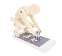 Dioche Modello di Forza della Colonna Vertebrale per Sollevamento Pesi Modello Dimostrativo di Postura di Flessione del Corpo Flessibile in ABS Premium per Allenamento in Palestra e