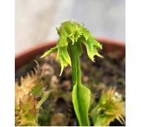 Dionea Muscipula FAUCHARD -POMPOM-RARE PLANT