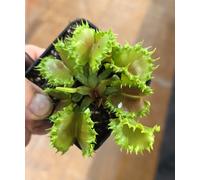 Dionea Muscipula Rara -Chinese Dumpling Adult Size