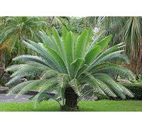 Dioon Spinulosum Giant Mexican Cycas Giant Dioon 1 fresh seed Rare !!!